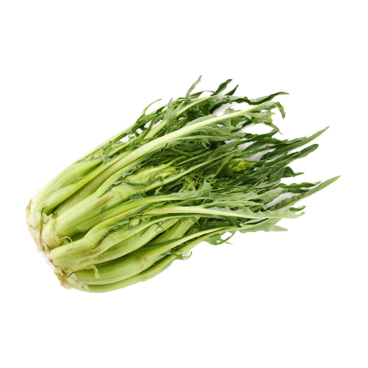 Puntarelle