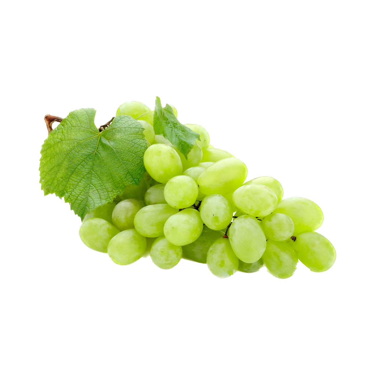 Uva Vittoria