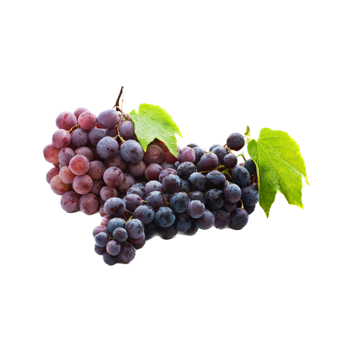 Uva nera
